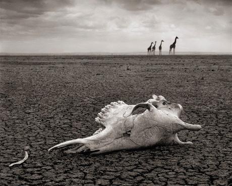 Nick Brandt: una trilogía de la vida salvaje en blanco y negro