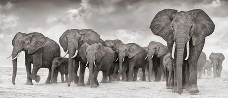 Nick Brandt: una trilogía de la vida salvaje en blanco y negro