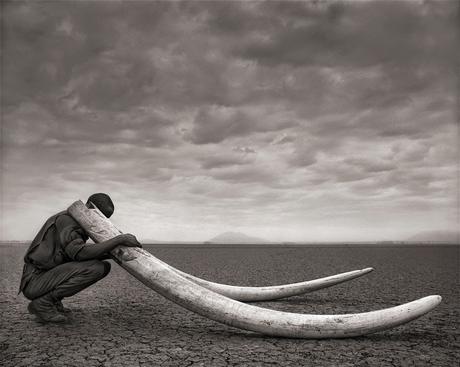 Nick Brandt: una trilogía de la vida salvaje en blanco y negro