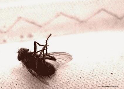 El sentido (y útil) entierro de la mosca de Virgilio