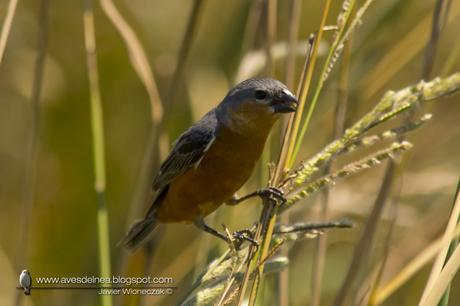 Capuchino canela (Tawny-bellied Seedeater) Sporophila hypoxanta