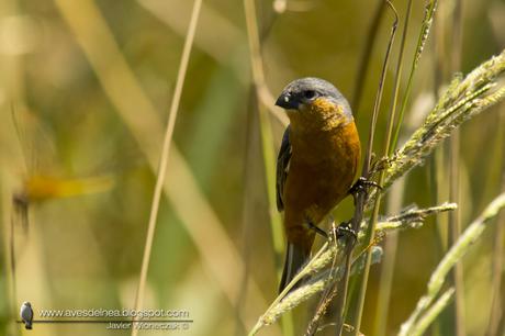 Capuchino canela (Tawny-bellied Seedeater) Sporophila hypoxanta