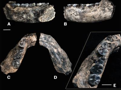 Los restos fósiles LD 350-1 fueron hallados en la Región de Afar (Etiopía) en 2013. / William Kimbel.