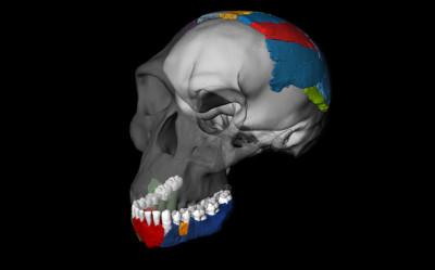 Reconstrucciónen 3D del cráneo de de un Homo habilis a partir de los fósiles de la garganta de Olduvai. / Philipp Gunz, Simon Neubauer & Fred Spoor.
