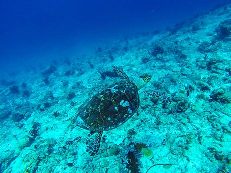 Nuestras amigas las tortugas!