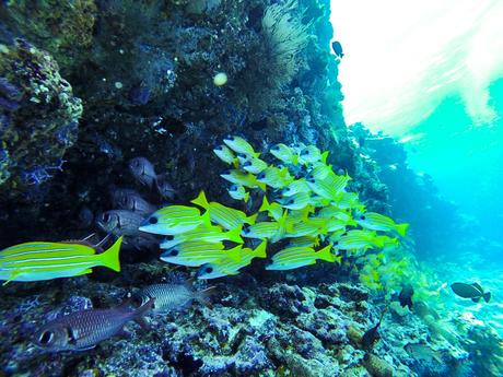 Peces bajo las aguas de Maldivas