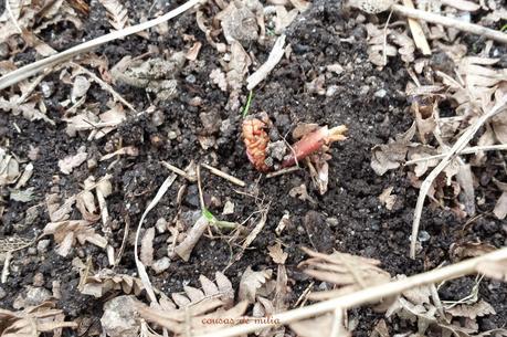 Muffins de ruibarbo con crumble crujiente Muffins de ruibarbo con crumble crujiente