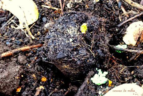 Muffins de ruibarbo con crumble crujiente Muffins de ruibarbo con crumble crujiente