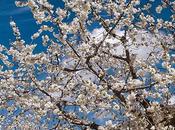 Marcha Senderista Cerezo Flor