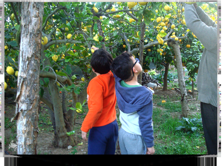 Operación Gallina!!