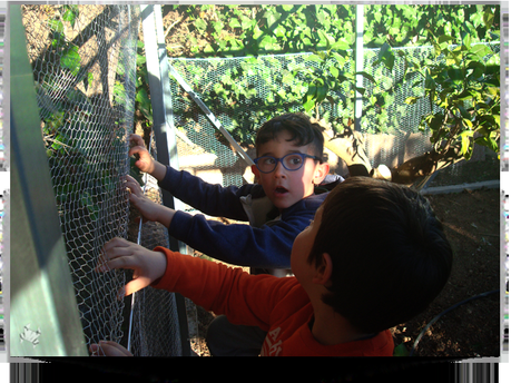 Operación Gallina!!