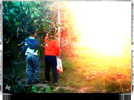 Operación Gallina!!