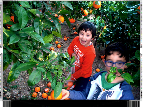 Operación Gallina!!