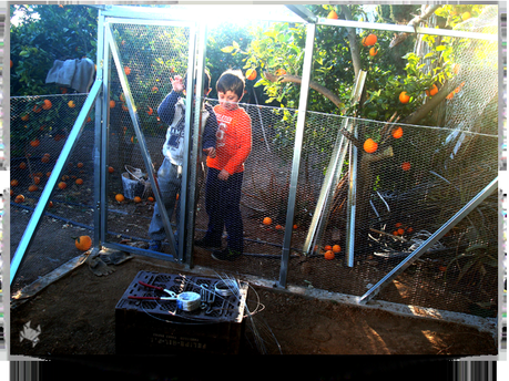 Operación Gallina!!