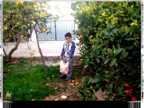 Operación Gallina!!