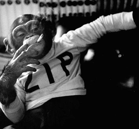 Lucha contra el tabaco ¡Un hueso duro de roer! Lucha contra el tabaco ¡Un hueso duro de roer!