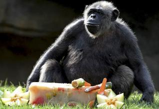 El mejor suplemento es tu alimento