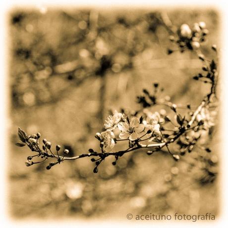 piedrecitas al universo