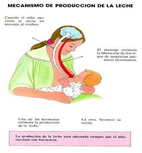 Alimentacion del niño menor de 6 meses: preguntas y respuestas