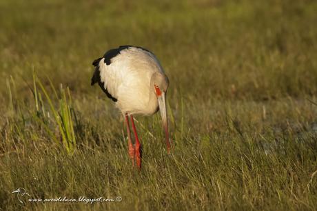 Cigüeña americana (Maguari Stork) Ciconia maguari