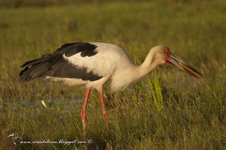 Cigüeña americana (Maguari Stork) Ciconia maguari