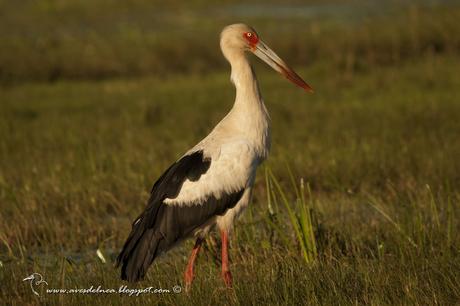 Cigüeña americana (Maguari Stork) Ciconia maguari