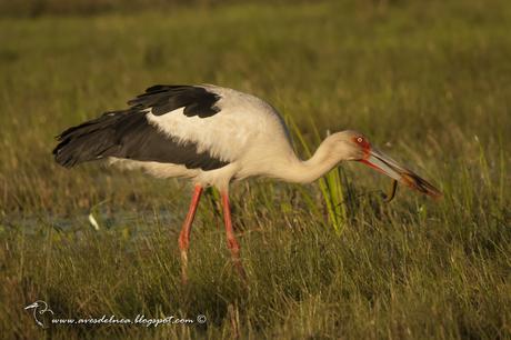 Cigüeña americana (Maguari Stork) Ciconia maguari