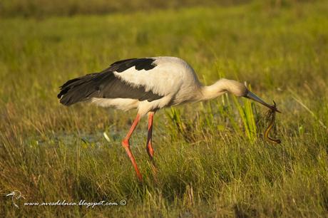 Cigüeña americana (Maguari Stork) Ciconia maguari