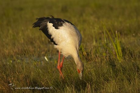 Cigüeña americana (Maguari Stork) Ciconia maguari