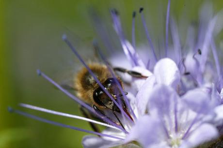 Fotos: Abejas pecoreando - Photos: Bees foraging.