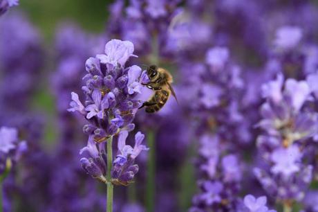 Fotos: Abejas pecoreando - Photos: Bees foraging.