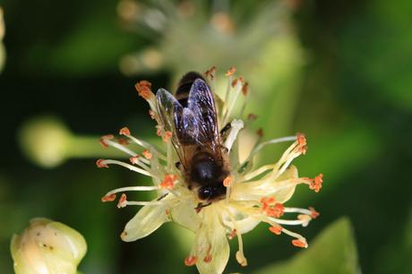 Fotos: Abejas pecoreando - Photos: Bees foraging.