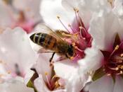 Fotos: Abejas pecoreando Photos: Bees foraging.