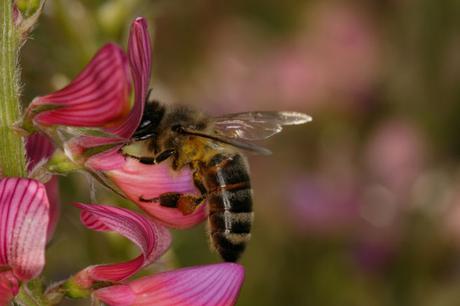 Fotos: Abejas pecoreando - Photos: Bees foraging.