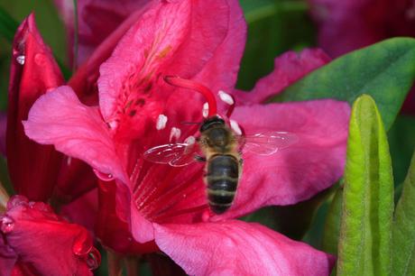 Fotos: Abejas pecoreando - Photos: Bees foraging.