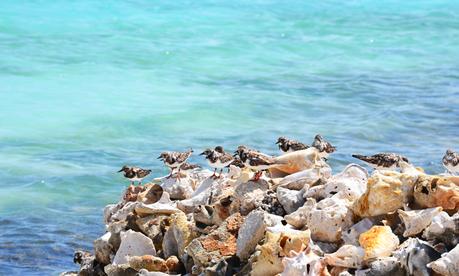 A punto de emprender vuelo
