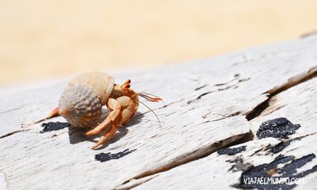 Y los cangrejitos caminan por todos lados