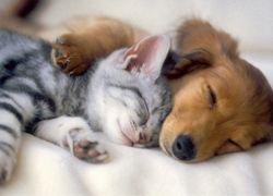 Protocolos para animales en emergencias