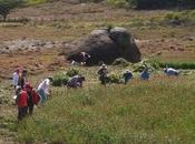 Minga, tradición colaborativa precolombina