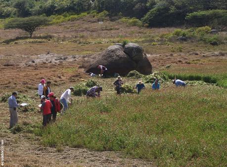 La Minga, una tradición colaborativa precolombina