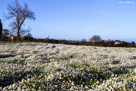 Ya están de vuelta las aves migratorias