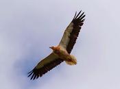 están vuelta aves migratorias