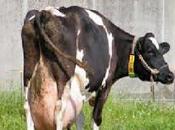 Cuando leche vaca hijo ¿sabe están dando?