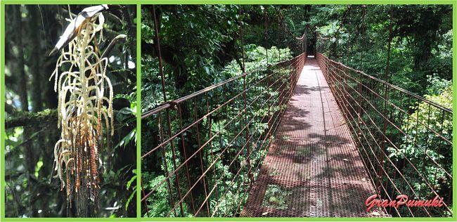 Santa Elena, Monteverde y el Bosque Nuboso