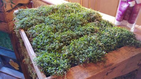 Nueva línea de Weleda para pieles maduras