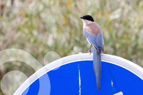 Conocer Cabañeros parque nacional de cabañeros 9