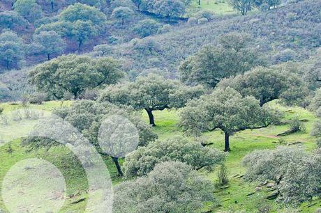 Conocer Cabañeros parque nacional de cabañeros 1