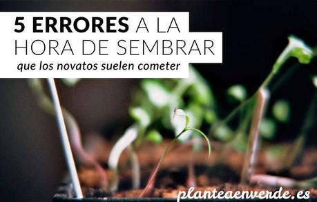 errores en siembra en semilleros