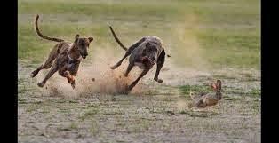 Memorias de la historia: A los 11 años del atentado terrorista en Madrid. La fábula de los galgos y los podencos. Memorias de la historia: A los 11 años del atentado terrorista en Madrid. La fábula de los galgos y los podencos.