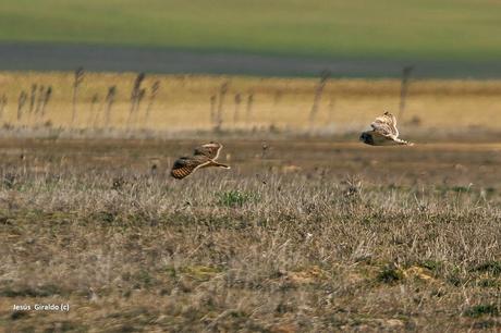 BÚHO CAMPESTRE (ASIO FLAMMEUS)